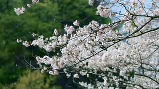 高清日本樱花航拍近景特写美伦宣传片