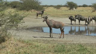 水坑附近的非洲动物视频素材