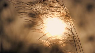 夕阳日落金色的麦田在多风的山区农村中摇曳