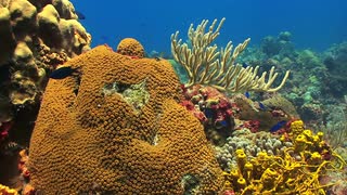 海底暗礁周围鲜艳的鱼视频素材