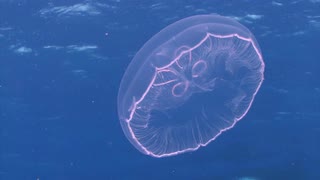 清澈的水母向上游动视频素材