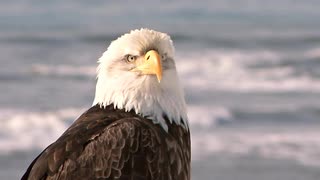 以海为背景的孤独的秃鹰特写