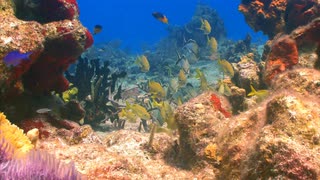 色彩斑斓的海礁海底视频素材