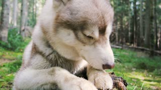 森林树桩上可爱的西伯利亚哈士奇狗