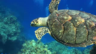 潜水员拍摄大海龟游动视频素材