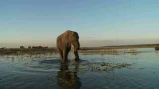在水中行走的大象冲凉视频素材