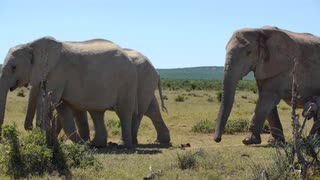 一群大象带着可爱的小象经过南非阿多大象国家公园