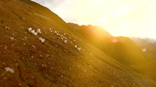 航拍一群羊在山上的草地上吃草