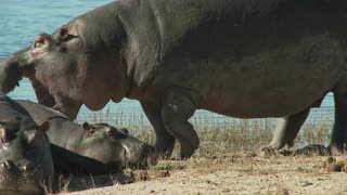 咆哮的河马视频素材