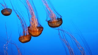 在水族馆游动的水母视频素材