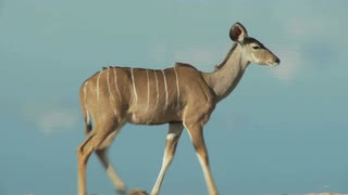 在水上行走的kudu(扭角林羚)