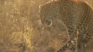 草原豹特写视频素材