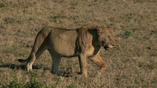 在干旱地面上行走的狮子