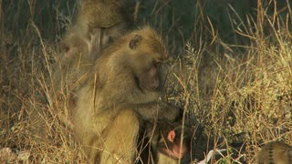 狒狒母子视频素材