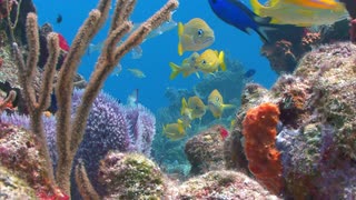 五彩黄鱼礁视频素材