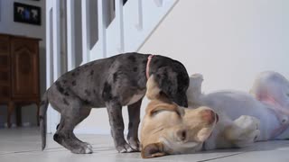 两只小狗玩耍视频素材