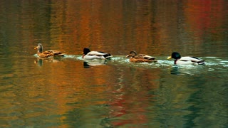 一排鸭子在水上游泳视频素材