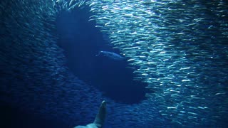 沙丁鱼在水族馆躲避鲨鱼视频素材
