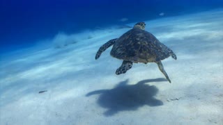 海底海龟和黄貂鱼视频素材