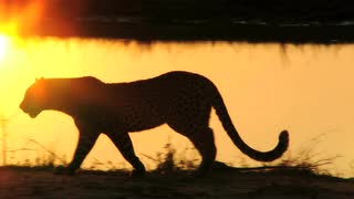 在夕阳散步的剪影豹视频素材