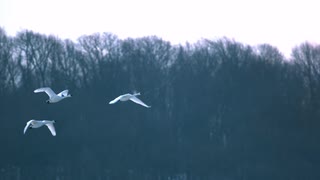 慢动作拍摄天鹅在树林上空飞翔