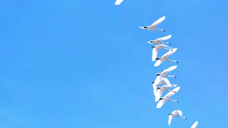 慢动作拍摄天鹅飞越蓝天