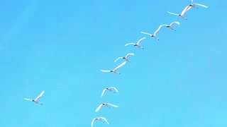 在蓝天中飞行的慢动作天鹅