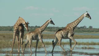 草原上三只长颈鹿视频素材