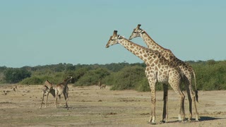 两只长颈鹿与小长颈鹿
