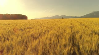 航拍飞行掠过金黄色麦田实拍视频素材
