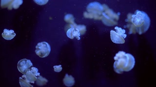 蓝色背景美丽的彩色发光水母在宏观特写镜头