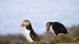纽芬兰岛上美丽的海雀视频素材