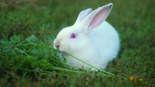 复活节可爱的白色兔子在户外绿色背景吃草和胡萝卜