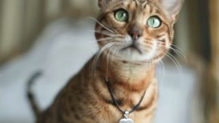 美丽的斑点孟加拉猫含情脉脉眼睛看着镜头视频素材