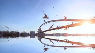 日落中鸟儿在飞翔在桥梁景观水反射飞翔