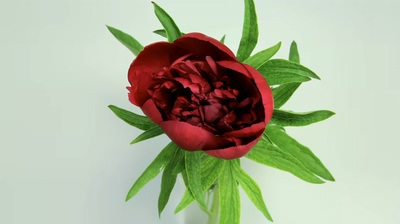 高速摄像机拍摄慢动作开花高清视频素材